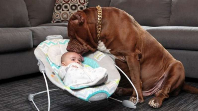 Anjing pit bull bersama seorang bayi