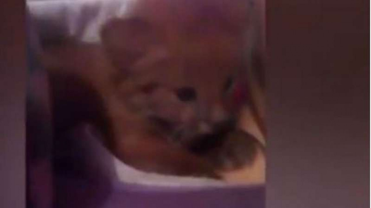 Geger Remaja Adopsi Dua Anak Kucing Liar yang Ternyata Puma
