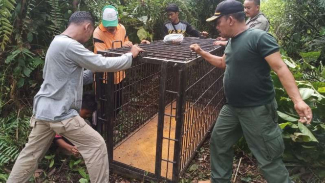 Petugas menyiapkan perangkap untuk menangkap harimau Sumatera.
