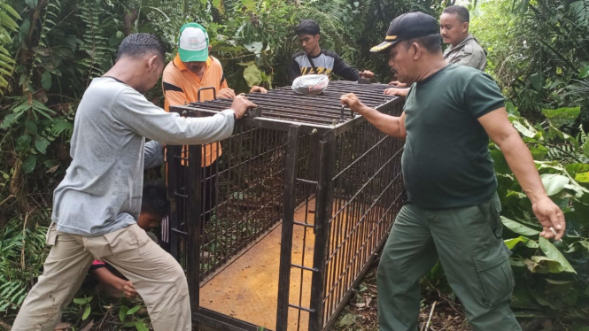 Petugas BKSDA Sumatera Barat Wilayah I pasang kandang perangkap