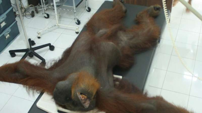 Orangutan mengalami kebutaan akibat ditembak 24 peluru.