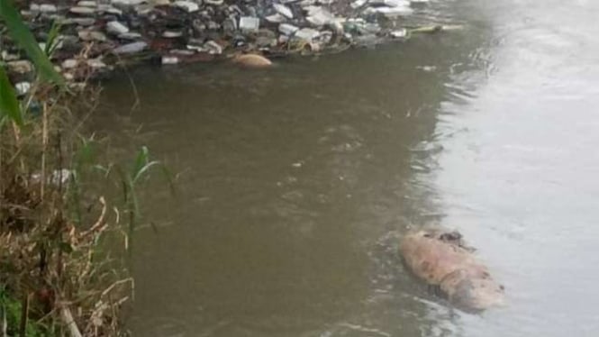 Lokasi Pembuangan Bangkai Babi di Deli Serdang.