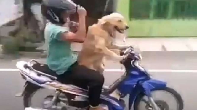 Seekor Anjing mengendarai sepeda motor