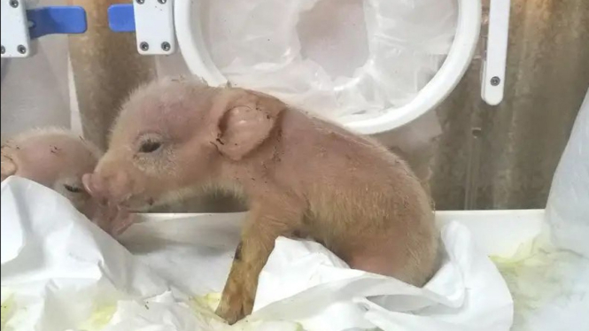 Babi ber-DNA monyet hasil ciptaan ilmuwan China