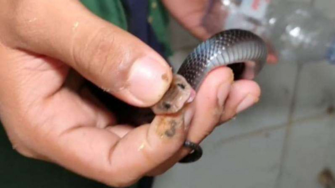 Ular kobra yang ditangkap warga di Perumahan Royal Citayam Residence, Bogor.