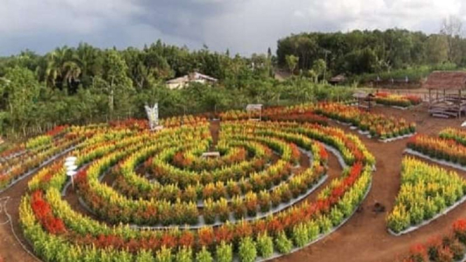 Taman wisata bunga Celosia Muna Garden di Jambi