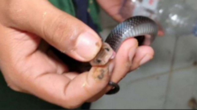 Ular kobra yang ditangkap di perumahan Royal Citayam Residence.