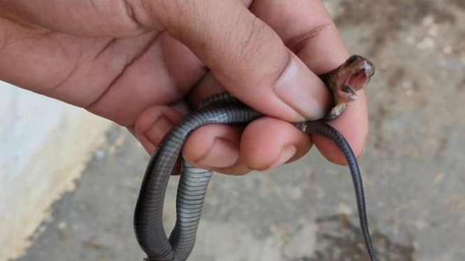 Seekor anak ular kobra ditangkap oleh warga di Perumahan Citayam Village, Desa Ragajaya, Kecamatan Bojong Gede, Kabupaten Bogor, Jawa Barat.