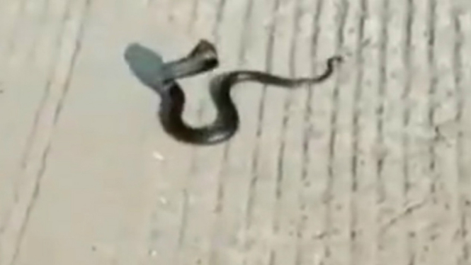 Ular Kobra di Bekasi