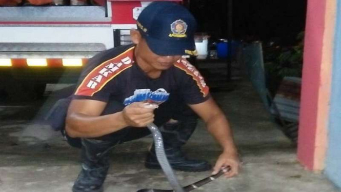 Petugas Damkar mengamankan seekor ular Kobra di Aceh Besar