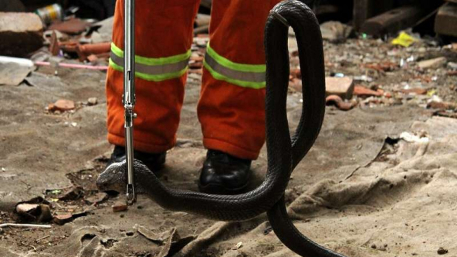 Ilustrasi evakuasi ular King Kobra 