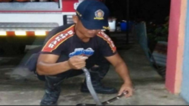 Petugas Damkar mengamankan ular kobra di Aceh Besar 
