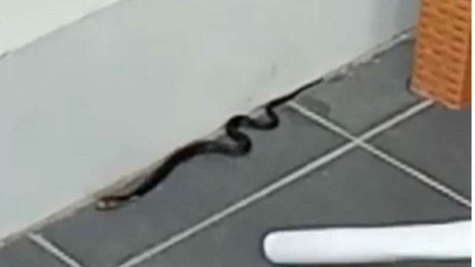 Anak ular kobra yang ditemukan warga di Bekasi.