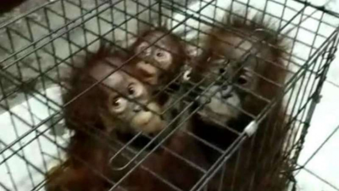 Tiga orangutan ditemukan di dalam kardus oleh pemulung di Riau. 