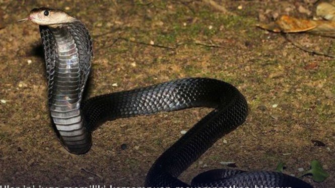 ular kobra 