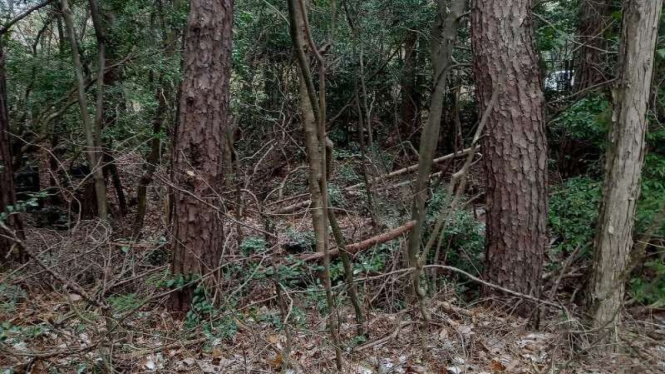 Aokigahara Jukai atau Hutan Bunuh Diri di Jepang
