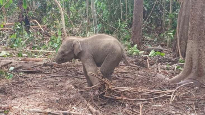 Anak Gajah Sumatera terperangkap.
