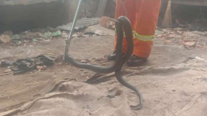 Ular kobra yang ditangkap di Bekasi. (Foto ilustrasi).