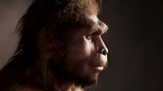 Rekonstruksi rupa Homo erectus, spesies manusia yang dapat berjalan tegak. - Science Photo Library