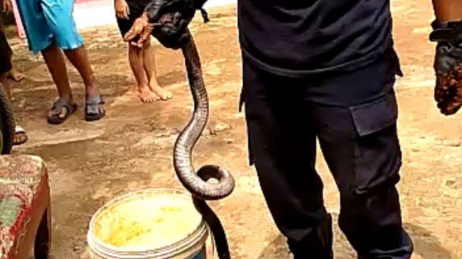 Ular kobra 1,5 meter bersarang di rumah warga. (Foto ilustrasi)