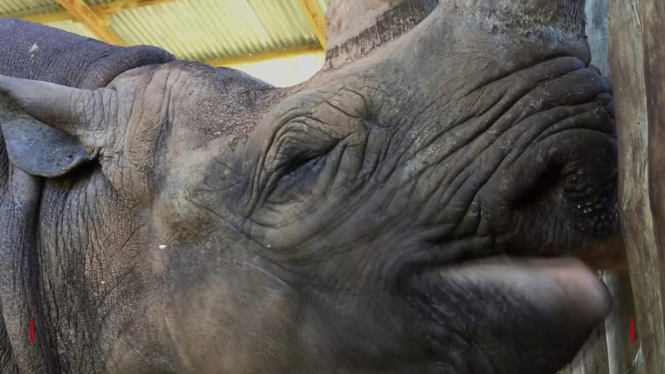 Pelaku konservasi di Ngorongoro mengatakan Fausta, yang terpotret di gambar, merupakan badak tertua di dunia. - BBC