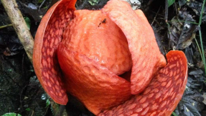  Bunga Rafflesia Tuan-Mudae tumbuh di hutan Maninjau.