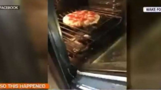 Sedang Menghangatkan Pizza, Keluarga Ini Temukan Ular di Dalam Oven