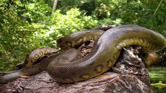 Anaconda Hijau.