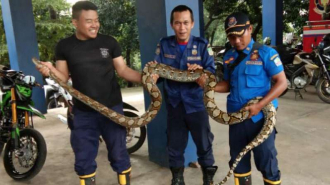 Petugas menangkap ular piton di Bekasi.