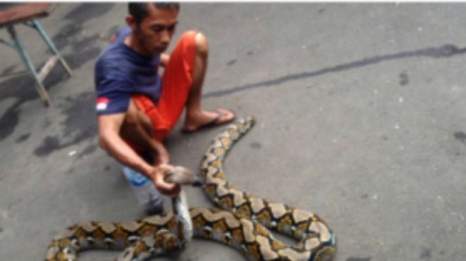 Warga menangkap ular piton di Bekasi