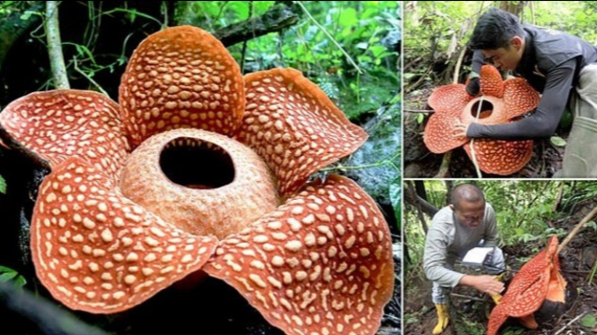  Bunga  Rafflesia  Tuan Mudae Terbesar  di  Dunia  Ada di  Indonesia