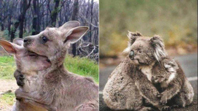 Miris 10 Potret Hewan Korban Kebakaran Hutan Di Australia Viva