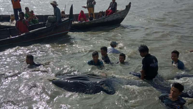 Paus raksasa ditemukan mati di perairan di Kabupaten Asahan, Sumatera Utara