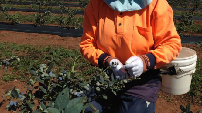 Tumbarumba adalah salah satu sentra produksi buah blueberry di kawasan New South Wales yang terkena dampak kebakaran hutan.