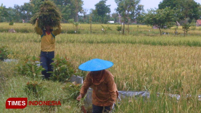 Petani di Desa Munggugianti Kecamatan Benjeng saat memanen padi miliknya usai terendam banjir (FOTO: Akmal/TIMES Indonesia)