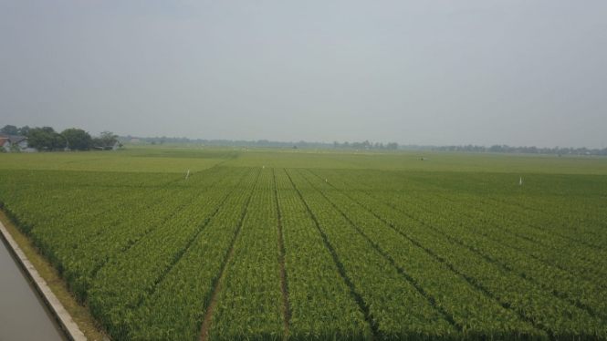 Lahan pertanian di wilayah Bandung, Jawa Barat.