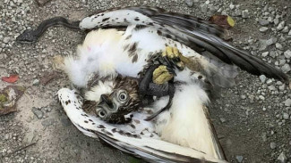 Burung Elang VS Ular, Saling Mengunci Satu Sama Lain, Siapa Menang?