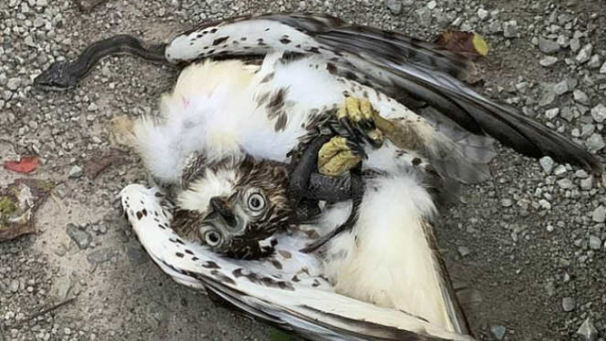 Burung Elang  VS  Ular  Saling Mengunci Satu Sama Lain 