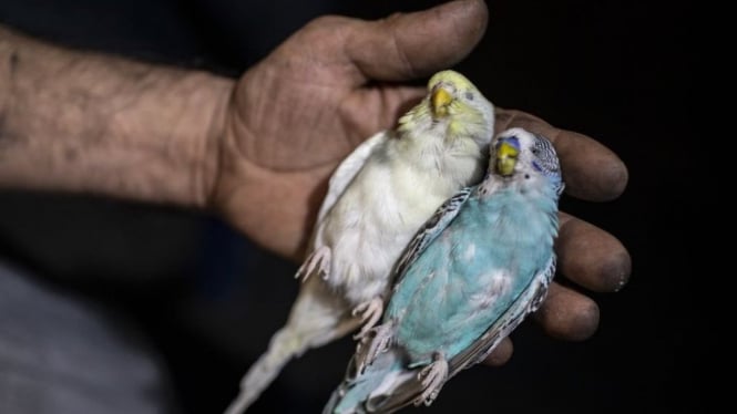 Foto ilustrasi: Dua ekor burung yang ditemukan mati. - Getty Images