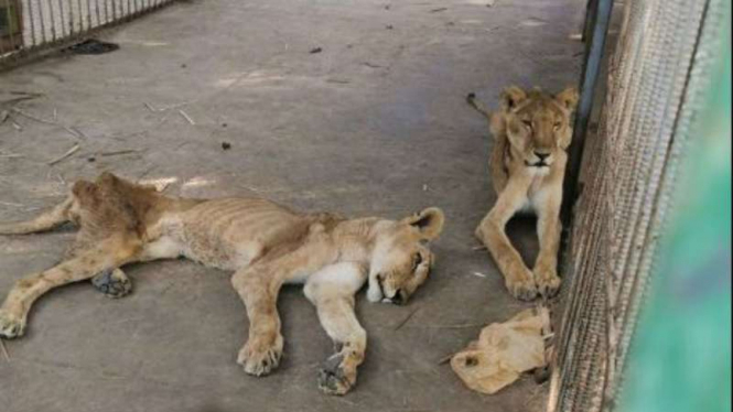 Singa-singa dengan kondisi mengenaskan di Taman Margasatwa Khartoum’s Al-Qureshi