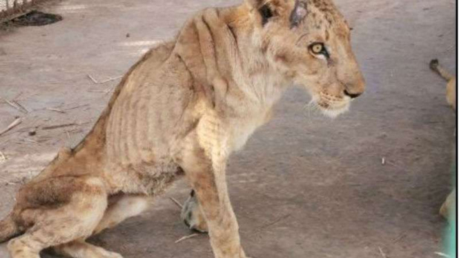 Kondisi singa mengenaskan di taman satwa di Khartoum, Sudan
