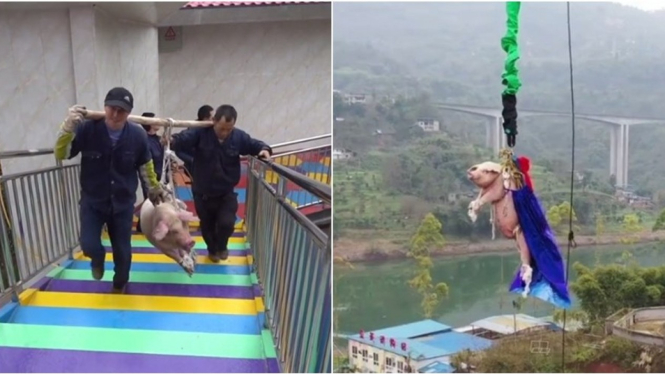 Babi dipaksa bungee jumping