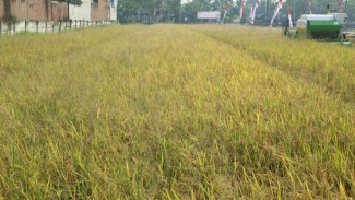 Neraca Perdagangan Sektor Pertanian Surplus
