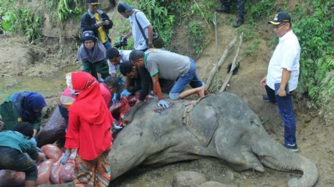 Plt Wali Kota Medan Akhyar Nasution melihat proses autopsi gajah mati di Medan Zoo, Medan, Sumatera Utara, Sabtu, 25 Januari 2020.