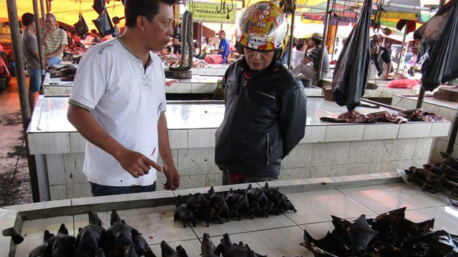 Kelelawar hitam (paniki) termasuk jenis satwa liar yang paling banyak diperdagangkan di pasar-pasar tradisional di Sulawesi Utara. - BBC