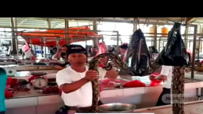 Seorang warga menunjukkan daging ular di Pasar Ekstrem, Kota Tomohon, Sulawesi Utara.