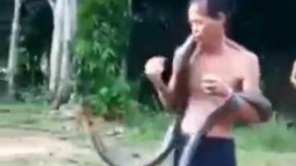 Tragis, Pawang Ular Kalimantan Tewas Digigit King Kobra Peliharaannya
