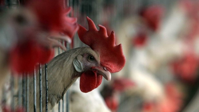 Pemerintah China melaporkan penyebaran virus flu burung H5N1 di sebuah peternakan di kota Shaoyang. - Hindustan Times