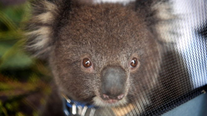 Koala-koala ini menghadapi sejumlah ancaman terhadap habitatnya, seperti penebangan liar dan kebakaran hutan. - Reuters