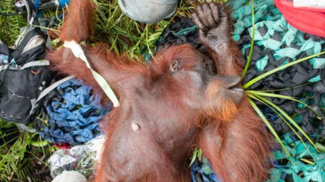 Penyelamatan orangutan korban kebakaran hutan di Ketapang, Kalimantan Barat.